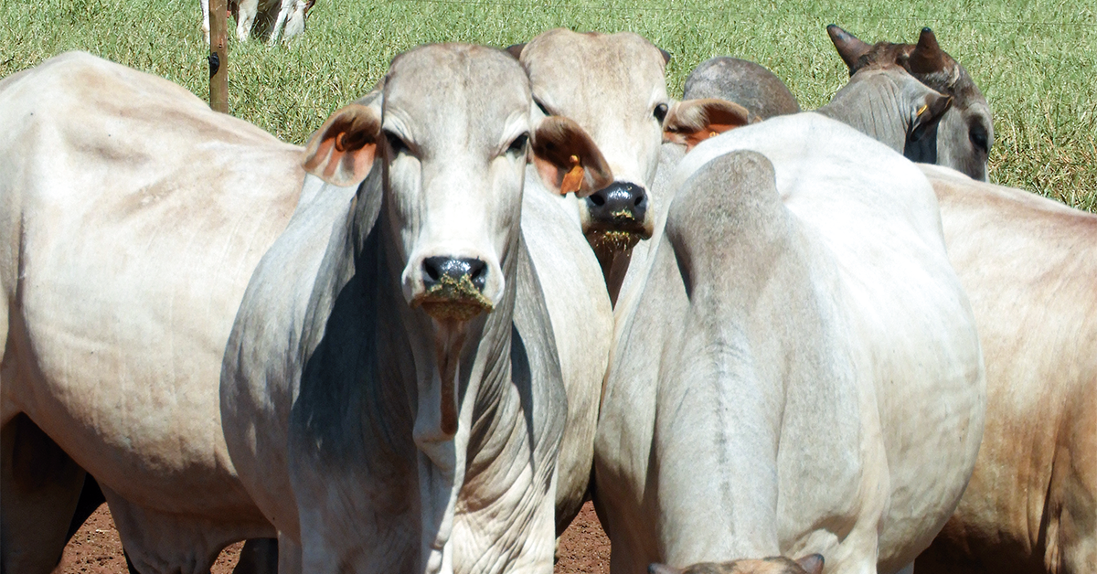 Boi gordo: mercado sem preço em meio à confirmação de caso atípico de ‘vaca louca’