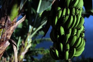 Oferta restrita impulsiona preços da banana prata em Linhares